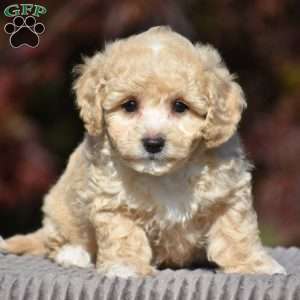 Lincoln, Bich-Poo Puppy